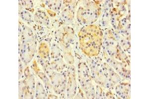 Immunohistochemistry of paraffin-embedded human pancreatic tissue using ABIN7158841 at dilution of 1:100 (LOXL3 抗体  (AA 401-608))