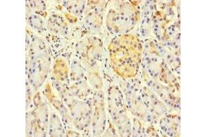 Immunohistochemistry of paraffin-embedded human pancreatic tissue using ABIN7158841 at dilution of 1:100 (LOXL3 抗体  (AA 401-608))