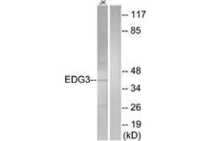 Western blot analysis of extracts from Jurkat cells, using EDG3 Antibody. (S1PR3 抗体  (AA 1-50))