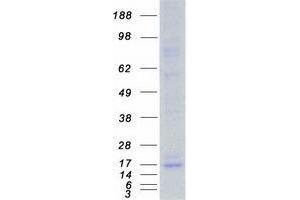 Western Blotting (WB) image for Mitochondrial Import Receptor Subunit TOM20 homolog (TOMM20) protein (Myc-DYKDDDDK Tag) (ABIN2733983)