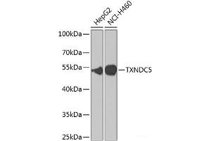 Western blot analysis of extracts of various cell lines using TXNDC5 Polyclonal Antibody at dilution of 1:1000. (TXNDC5 抗体)