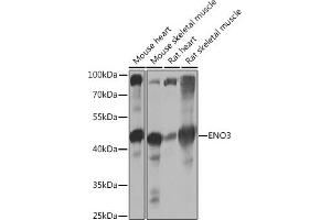 Western blot analysis of extracts of various cell lines, using ENO3 Rabbit pAb (ABIN7266960) at 1:1000 dilution. (ENO3 抗体  (AA 1-190))