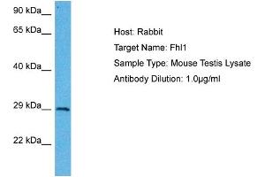 Host: Mouse Target Name: FHL1 Sample Tissue: Mouse Testis Antibody Dilution: 1ug/ml
