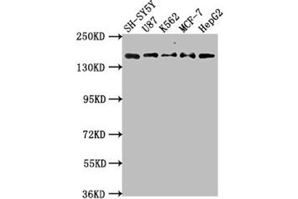 INSRR antibody  (AA 747-921)