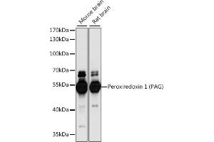 Western blot analysis of extracts of various cell lines, using Peroxiredoxin 1 (PAG) antibody (ABIN7269361) at 1:1000 dilution. (PAG1 抗体  (AA 250-350))