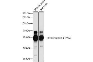 Western blot analysis of extracts of various cell lines, using Peroxiredoxin 1 (PAG) antibody (ABIN7269361) at 1:1000 dilution.