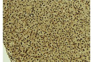 ABIN6273711 at 1/100 staining Mouse liver tissue by IHC-P. (REV1 抗体  (C-Term))