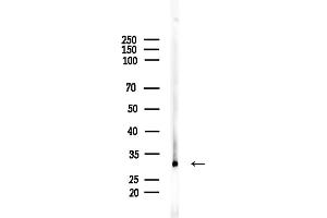 Western blot analysis of lysates from Rat testis, using NDFIP2 Antibody at 1/1000 dilution.