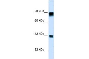 Western Blotting (WB) image for anti-Retinoblastoma 1 (RB1) antibody (ABIN2460672) (Retinoblastoma 1 抗体)