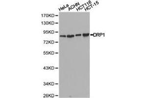 Western Blotting (WB) image for anti-Dynamin 1-Like (DNM1L) antibody (ABIN1872318) (Dynamin 1-Like 抗体)