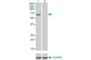 Western blot analysis of FANCG over-expressed 293 cell line, cotransfected with FANCG Validated Chimera RNAi (Lane 2) or non-transfected control (Lane 1). (FANCG 抗体  (AA 1-622))