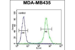 ZEB2 Antibody (C-term) (ABIN656023 and ABIN2845398) flow cytometric analysis of MDA-M cells (right histogram) compared to a negative control cell (left histogram). (ZEB2 抗体  (C-Term))