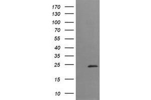 Image no. 1 for anti-Trafficking Protein Particle Complex 4 (TRAPPC4) antibody (ABIN1501264) (TRAPPC4 抗体)