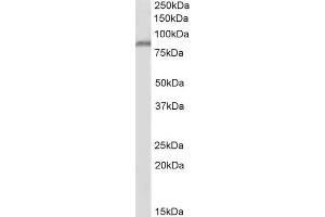 ABIN1590043 (2µg/ml) staining of Human Kidney lysate (35µg protein in RIPA buffer). (PPIG 抗体  (Internal Region))