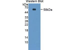 Western Blotting (WB) image for anti-Transmembrane Protein with EGF-Like and Two Follistatin-Like Domains 1 (TMEFF1) (AA 58-312) antibody (ABIN5014418)