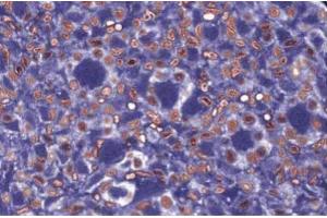 Immunofluorescence staining for NuMA in rabbit kidney. (NUMA1 抗体  (AA 10-189))