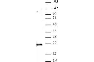 Histone H3 monomethyl Lys79 antibody (pAb) tested by Western blot. (Histone 3 抗体  (meLys79))