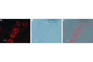 Immunocytochemistry (ICC) image for anti-Glutamate Receptor, Metabotropic 7 (GRM7) (AA 377-390), (Extracellular) antibody (ABIN7043255)