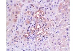 Immunohistochemistry (Paraffin-embedded Sections) (IHC (p)) image for anti-Collagen, Type IV (COL4) (AA 1401-1500) antibody (ABIN728413)