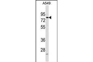 Western blot analysis in A549 cell line lysates (35ug/lane). (FRMD3 抗体  (AA 250-279))
