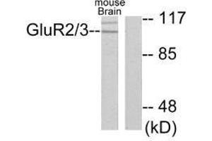 Western blot analysis of extracts from mouse brain, using GluR2/3 antibody. (Metabotropic Glutamate Receptor 3 抗体)
