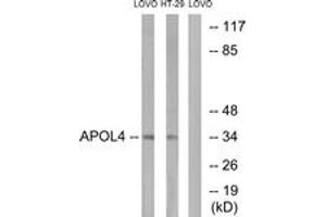 Western blot analysis of extracts from LOVO/HT-29 cells, using APOL4 Antibody. (Apolipoprotein L 4 抗体  (AA 301-350))