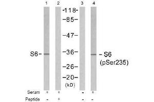 Image no. 1 for anti-Ribosomal Protein S6 (RPS6) (pSer235) antibody (ABIN196982) (RPS6 抗体  (pSer235))