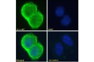 Immunofluorescence (IF) image for anti-Mast/stem Cell Growth Factor Receptor (KIT) (Internal Region) antibody (ABIN1589992)