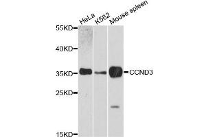 Western blot analysis of extracts of various cell lines, using CCND3 antibody (ABIN1871546) at 1:3000 dilution. (Cyclin D3 抗体)