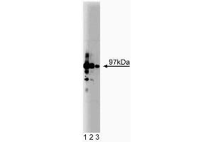Western blot analysis of CDC27 on HeLa lysate. (CDC27 抗体  (AA 145-343))