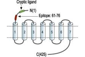 anti-Coagulation Factor II (thrombin) Receptor (F2R) (AA 61-76), (Extracellular), (N-Term) antibody