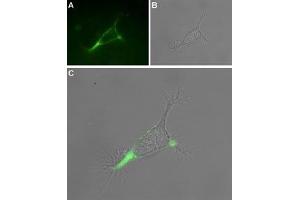 Immunocytochemistry (ICC) image for anti-Transient Receptor Potential Cation Channel, Subfamily V, Member 1 (TRPV1) (AA 605-619), (C616S), (Extracellular) antibody (Atto 488) (ABIN7043839)