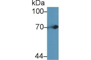 Detection of tPA in Mouse Liver lysate using Polyclonal Antibody to Tissue Plasminogen Activator (tPA) (PLAT 抗体  (AA 359-532))