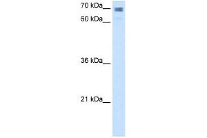WB Suggested Anti-CLGN Antibody Titration:  2. (Calmegin 抗体  (N-Term))
