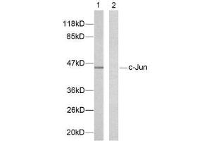 Western blot analysis of extracts from HeLa cells using c-Jun (Ab-239) antibody (E021024). (C-JUN 抗体)