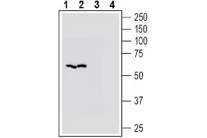 Western blot analysis of mouse brain membranes (lanes 1 and 3) and rat brain membranes (lanes 2 and 4):1-2.