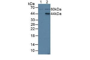 Figure. (ICAM2 抗体  (AA 29-247))
