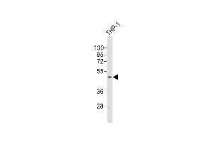 Anti-TACR1 Antibody (C-term)at 1:2000 dilution + THP-1 whole cell lysates Lysates/proteins at 20 μg per lane. (TACR1 抗体  (C-Term))