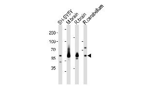 Western blot analysis of lysates from SH-SY5Y cell line, mouse brain, rat brain, rat cerebellum tissue (from left to right), using SYN1 Antibody (C-term) (ABIN1881860 and ABIN2843335). (SYN1 抗体  (C-Term))