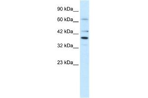 WB Suggested Anti-POU4F3 Antibody Titration:  1. (POU4F3 抗体  (Middle Region))
