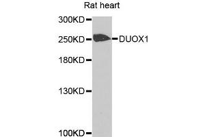 Western blot analysis of extracts of rat heart cells, using DUOX1 antibody. (DUOX1 抗体)