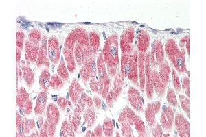 Anti-YPEL1 antibody IHC staining of human heart. (YPEL1 抗体  (N-Term))