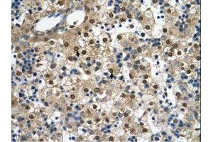 Image no. 1 for anti-Potassium Voltage-Gated Channel, Subfamily H (Eag-Related), Member 2 (KCNH2) (AA 451-500) antibody (ABIN6738019)