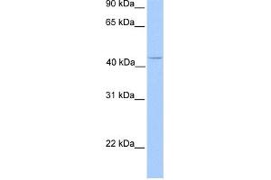 WB Suggested Anti-C17orf97 Antibody Titration: 0. (LIAT1/C17orf97 抗体  (N-Term))