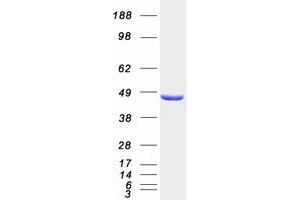Western Blotting (WB) image for NCK Adaptor Protein 2 (NCK2) (Transcript Variant 1) protein (Myc-DYKDDDDK Tag) (ABIN2726897)