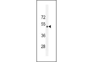 Western blot analysis of Sestrin-2 Antibody (Center) (ABIN652222 and ABIN2840929) in 293 cell line lysates (35 μg/lane). (Sestrin 2 抗体  (AA 283-311))