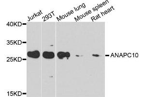 Western blot analysis of extracts of various cells, using ANAPC10 antibody. (ANAPC10 抗体)