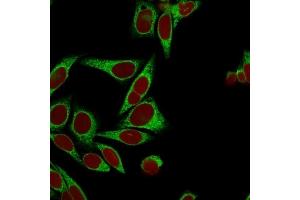 Confocal immunofluorescence image of HeLa cells using Calnexin Mouse Monoclonal Antibody (CANX/1541), labeled in Green.
