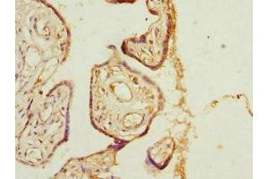 Immunohistochemistry of paraffin-embedded human placenta tissue using ABIN7163670 at dilution of 1:100