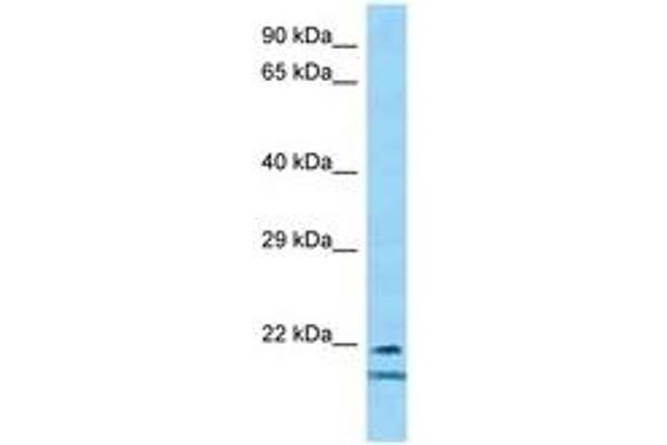 TCF23 Antikörper  (AA 92-141)